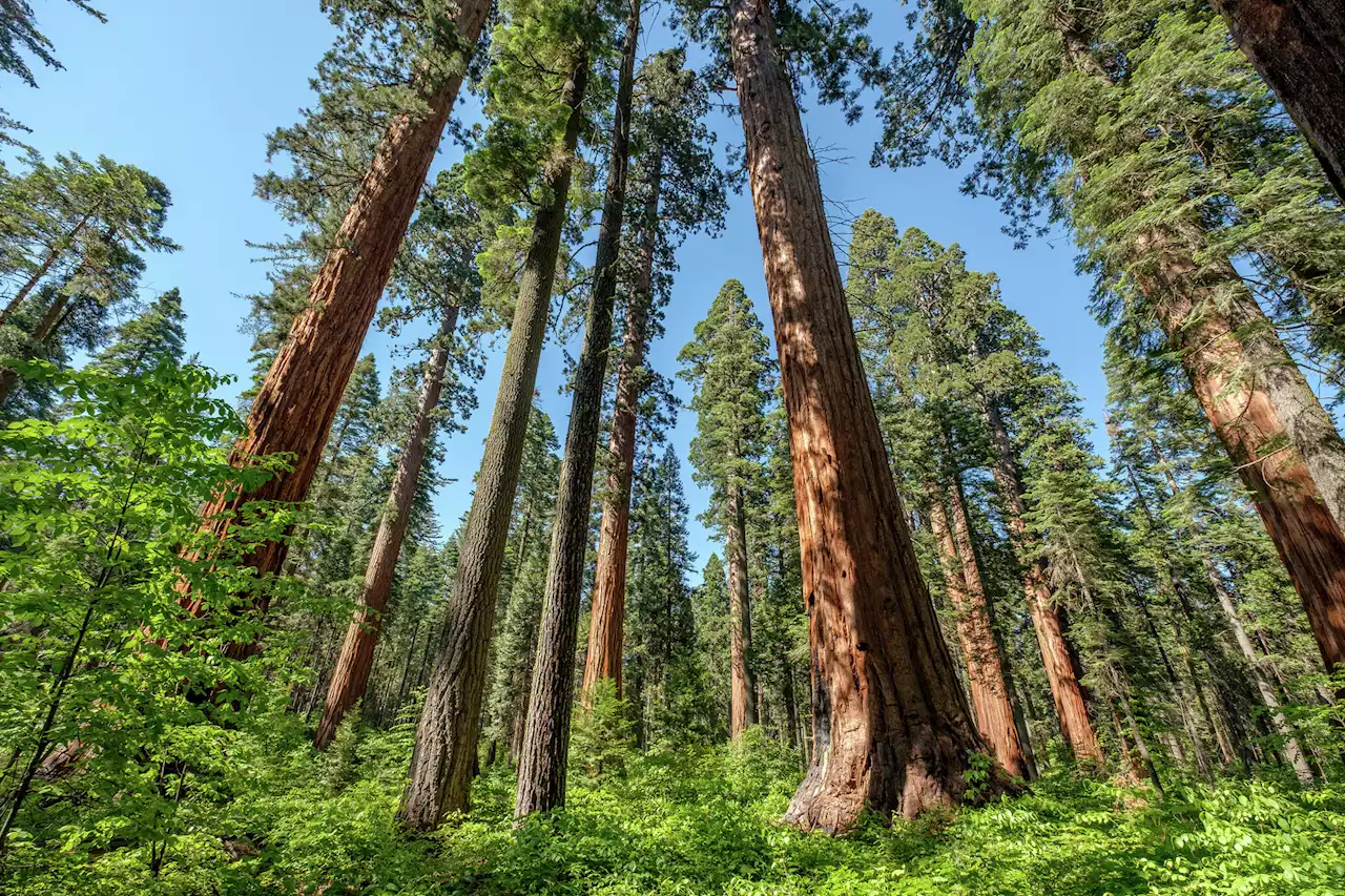 Firefighter killed by falling tree at California state park