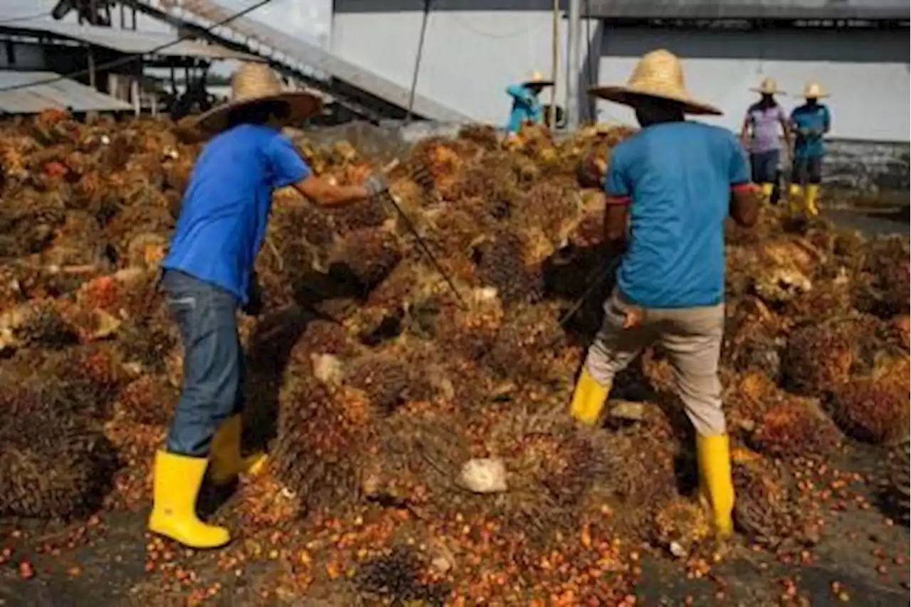 Indonesia's flip-flops give Malaysia edge in top palm oil market India