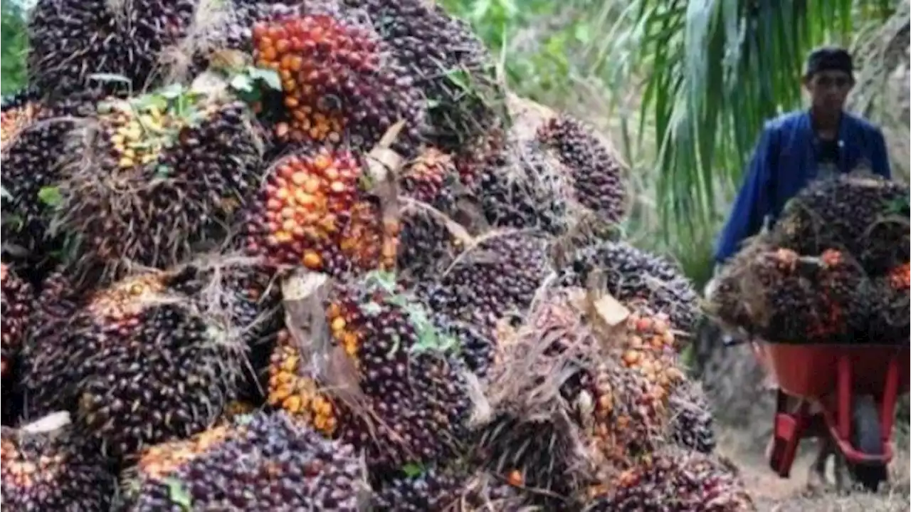 Harga Sawit di Riau Turun Rp 972,29 Per Kilogram