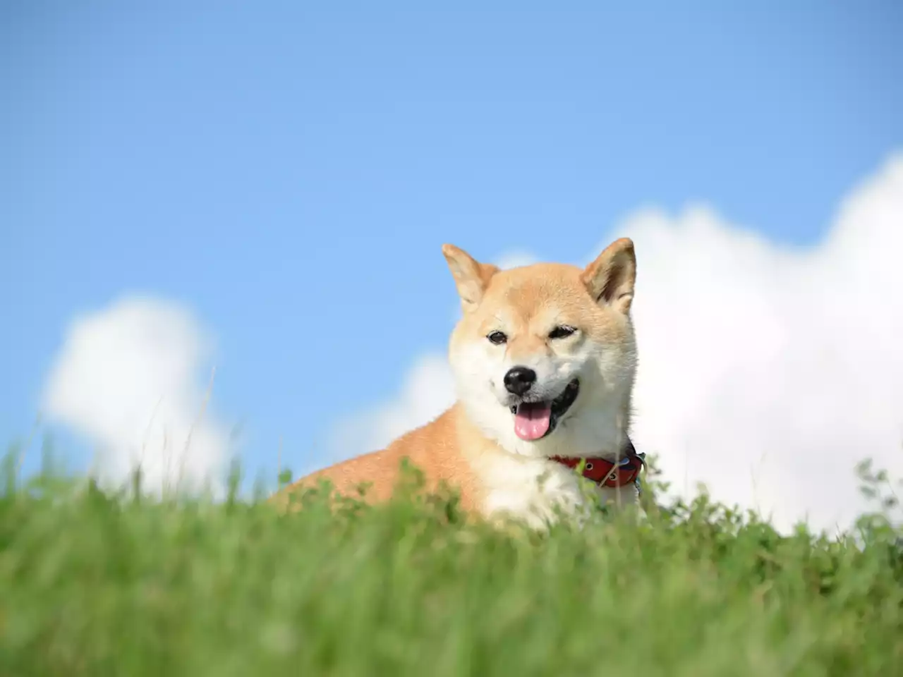 Shiba Inu About to Surpass Terra's LUNA After Double-Digit Price Spike