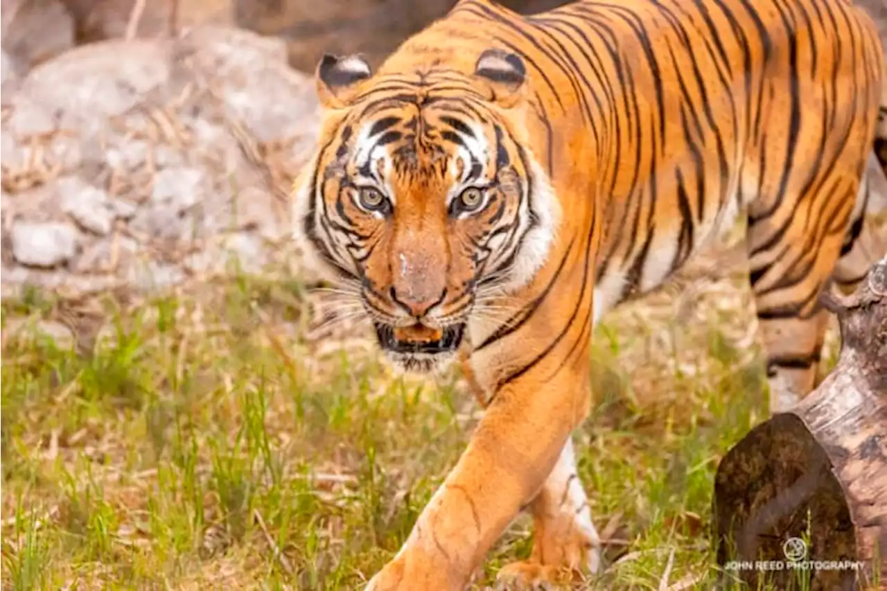 Endangered Malayan tiger is new addition to Jacksonville zoo