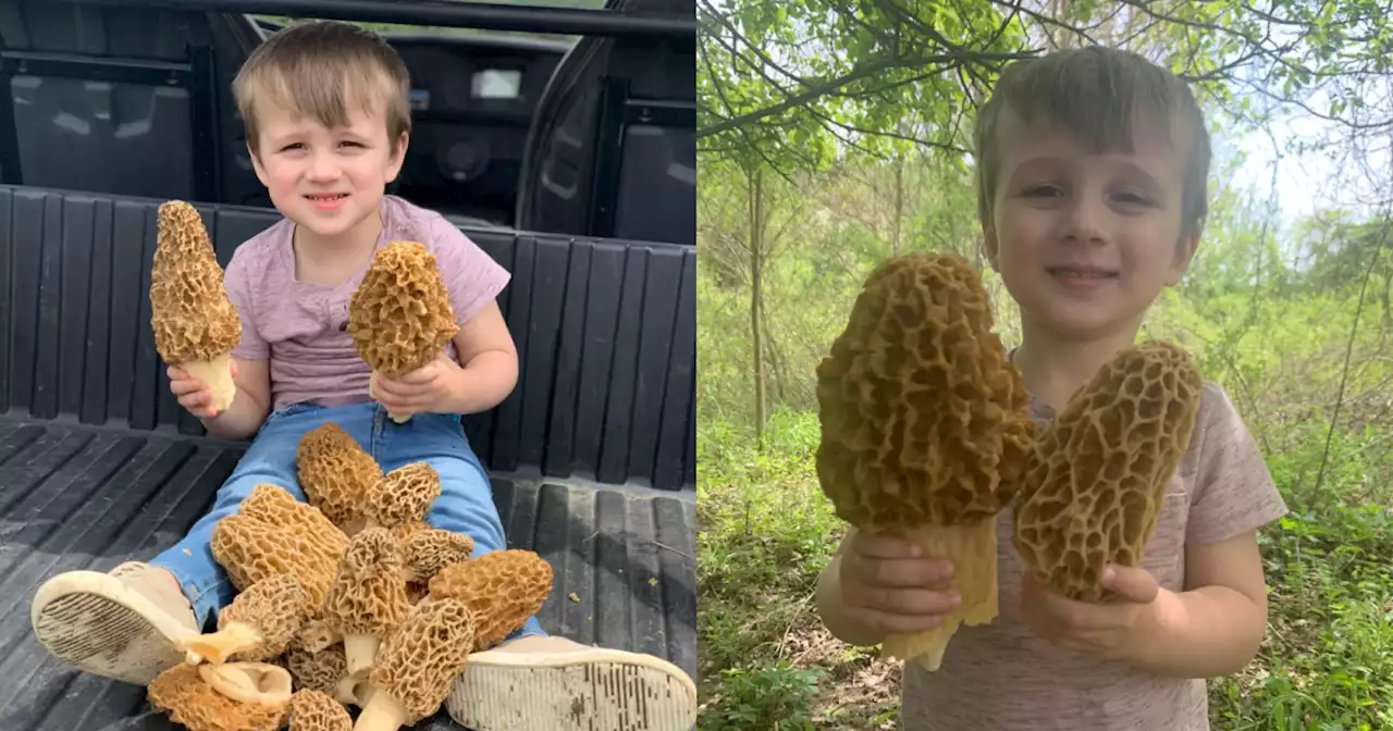 'Tis the season for large morels in Indiana