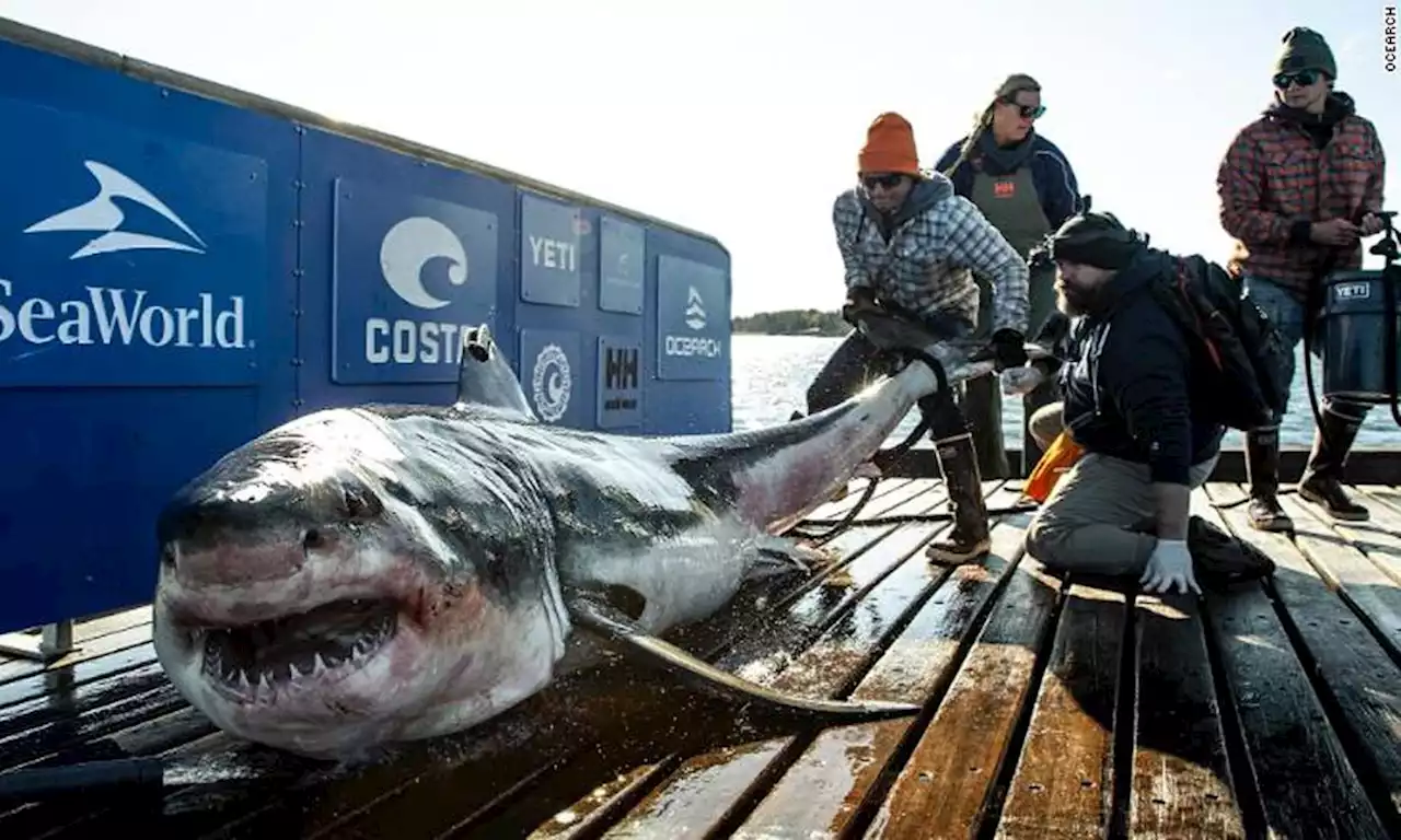 1,000-pound great white shark from Canada named Ironbound spotted near North Carolina