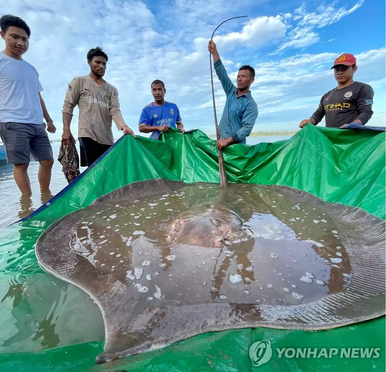 [월드&포토] 메콩강서 잡힌 4ｍ짜리 거대 가오리 | 연합뉴스