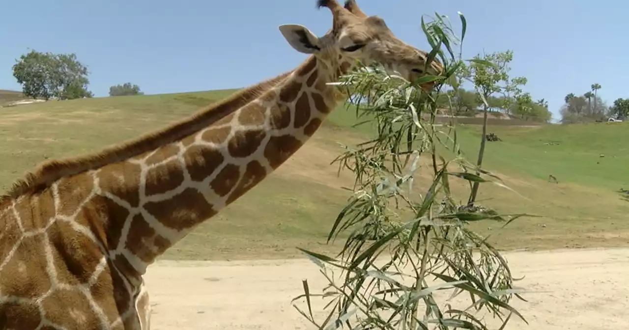 San Diego Zoo growing its own food for animals in quest to be self-sufficient