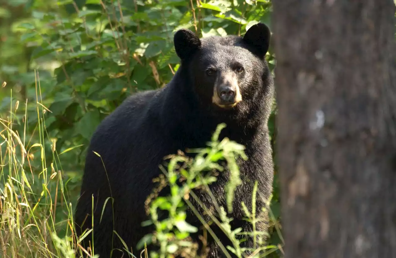 Bear attacks, kills U.S. soldier in Alaska