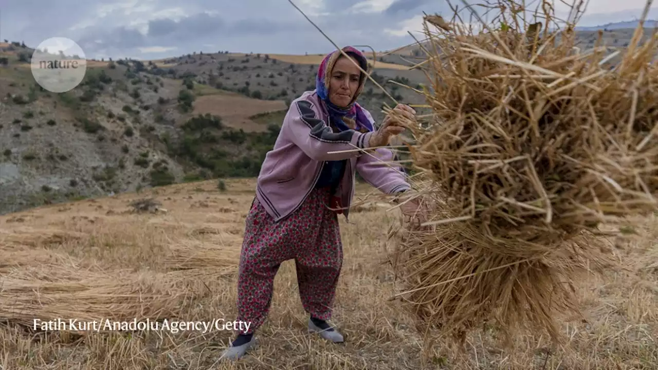 Ancient DNA maps ‘dawn of farming’