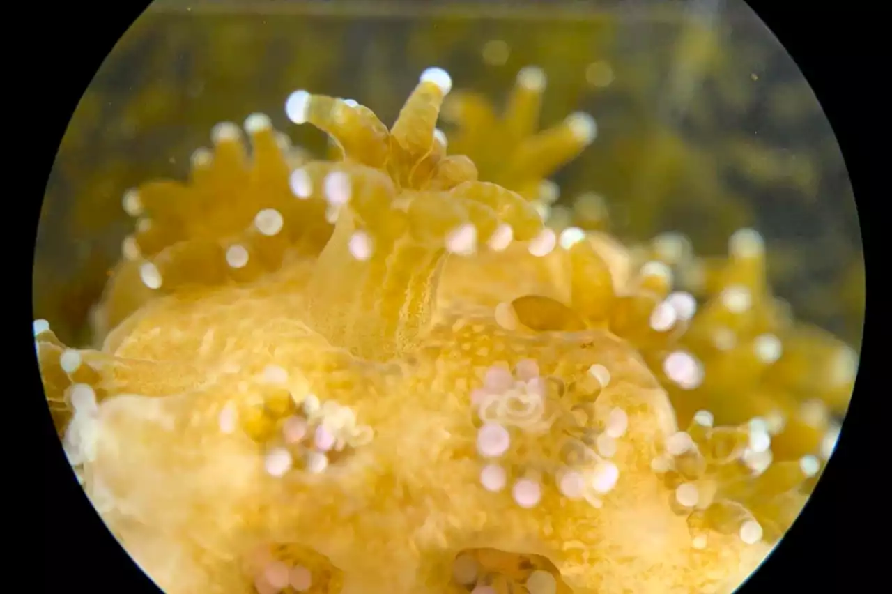 Coral reefs have conveyor belts of mucus running across their surface