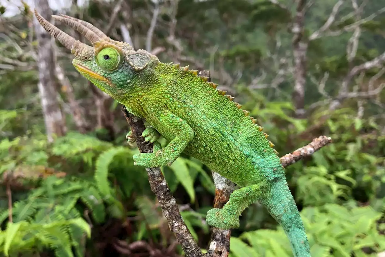 Kenyan chameleons evolved brighter colours after moving to Hawaii