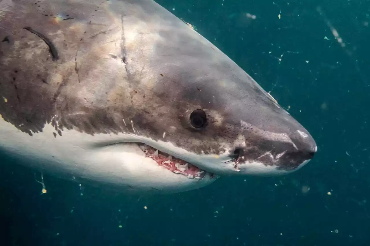 1,000-pound shark tracked off N.J. coast and most recently near N.C.