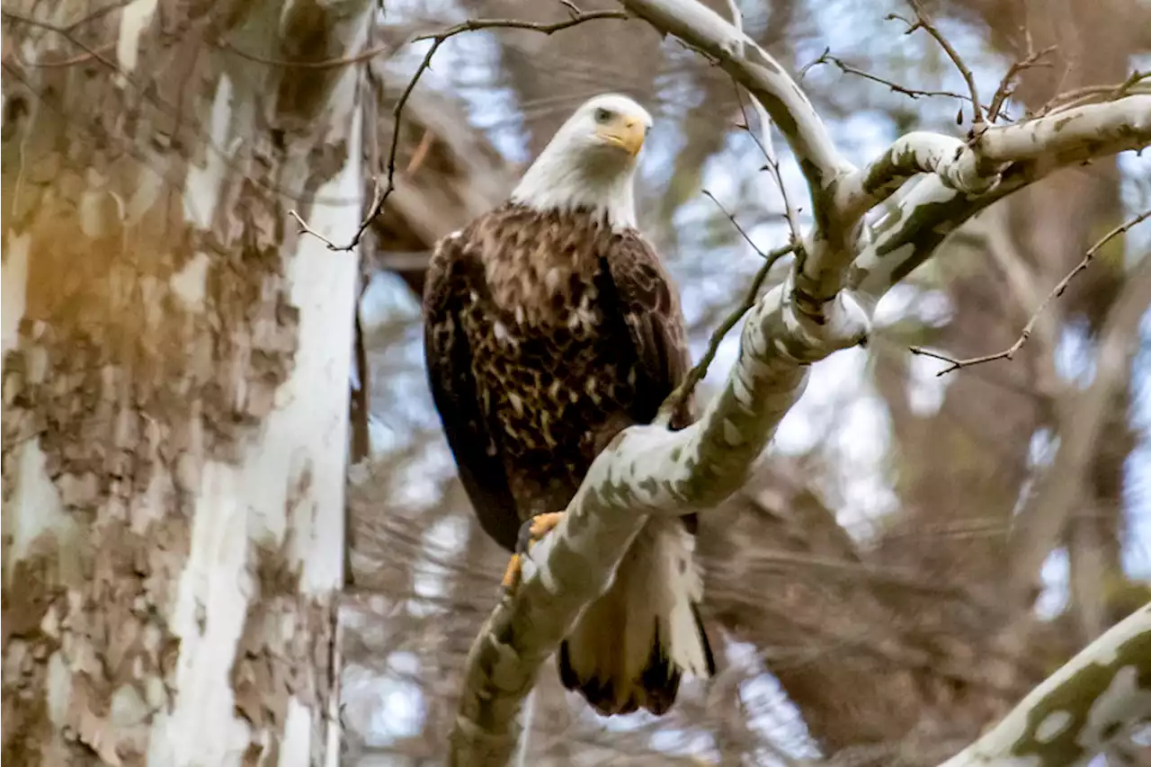 Missed Connection - Rock Creek Park/Bald Eagle Group