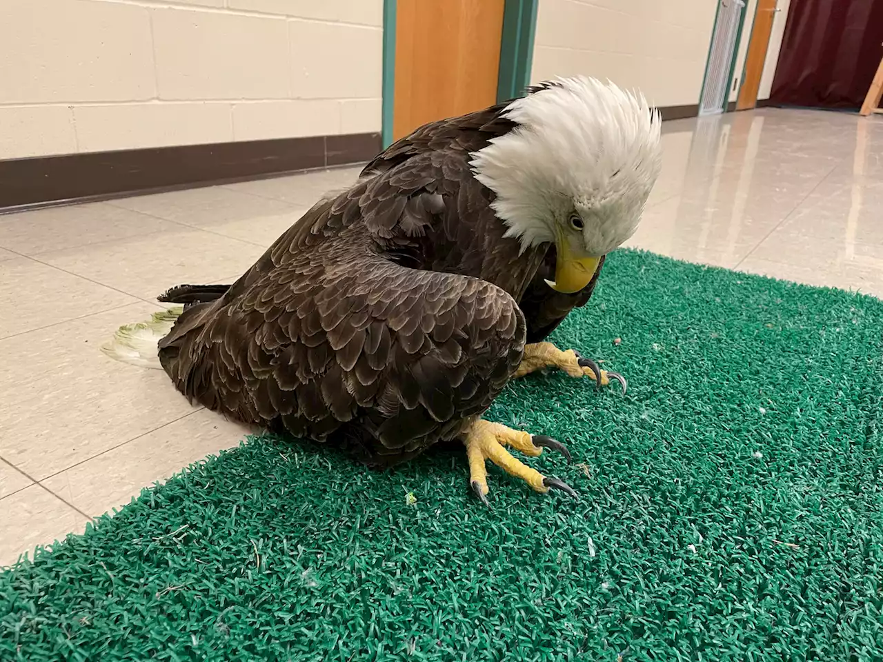 Eagles in D.C. area, nationwide have chronic lead poisoning, study finds