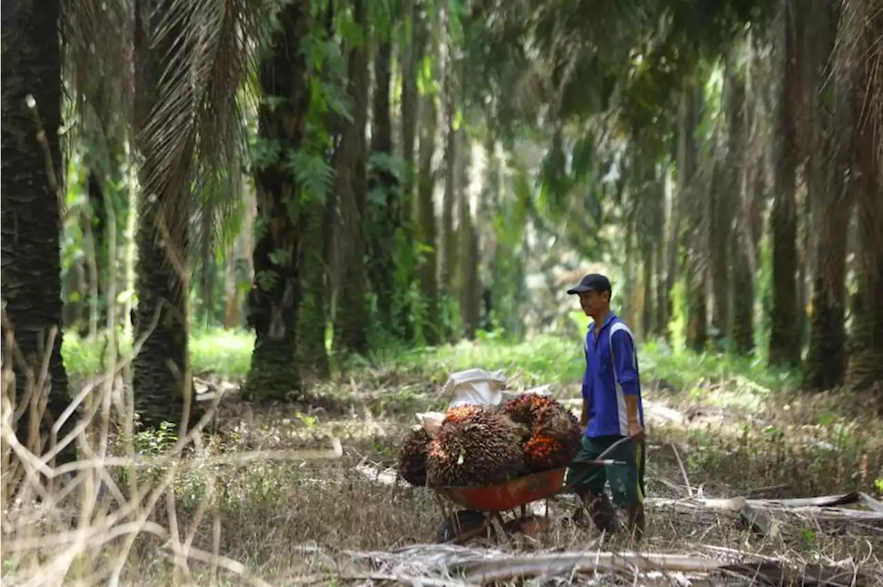 Pemkab Belitung Timur Dukung Kebijakan Larangan Ekspor CPO Sementara |Republika Online