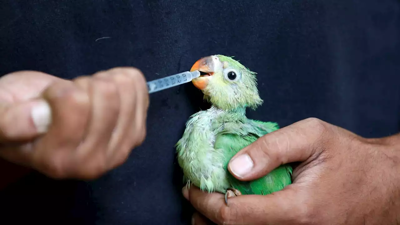 India: Dehydrated birds fall from sky as country's heatwave dries up water sources