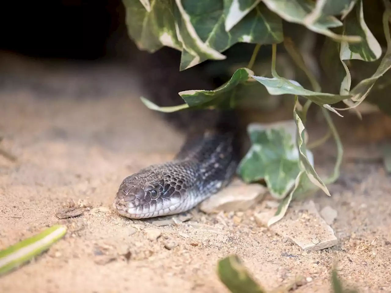 Edmonton man faces cruelty charges after almost 700 reptiles, amphibians in home