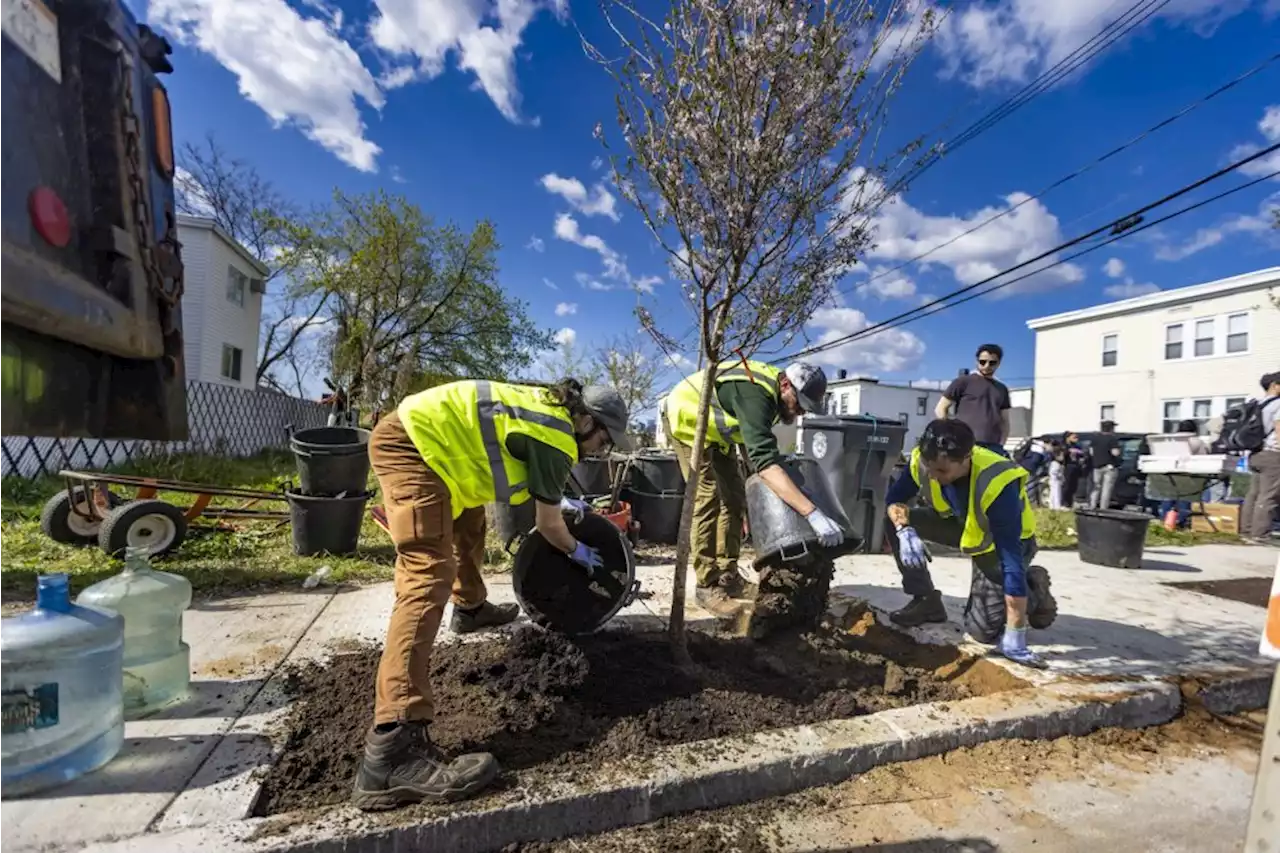 In Chelsea, cooling an urban heat island one block at a time