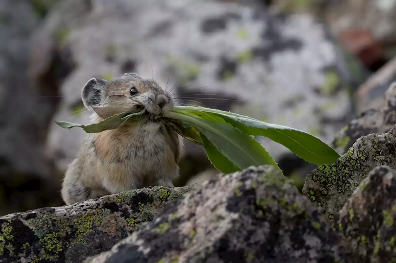 5 Unique Animals That Call the National Parks Home