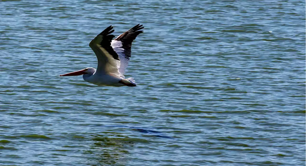 Free Migratory Bird Fest lands Saturday at Mitchell Lake Audubon Center in San Antonio