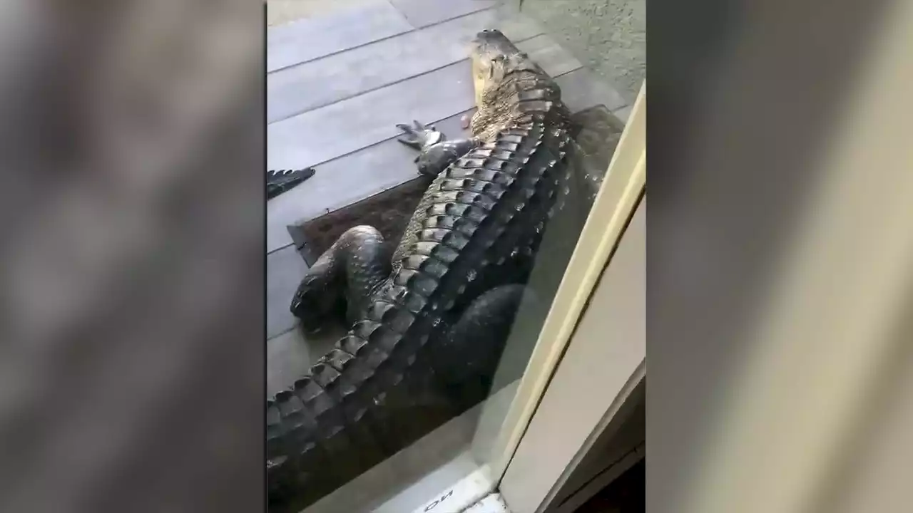 Watch: Massive gator blocks Odessa home's front door