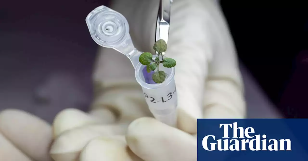 Cress seeds grown in moon dust raise hopes for lunar crops