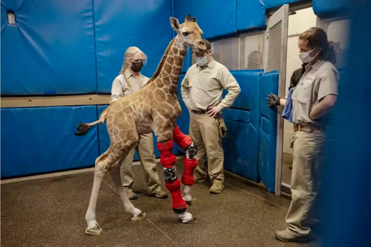 Bracing for her future: Human medicine rescues giraffe