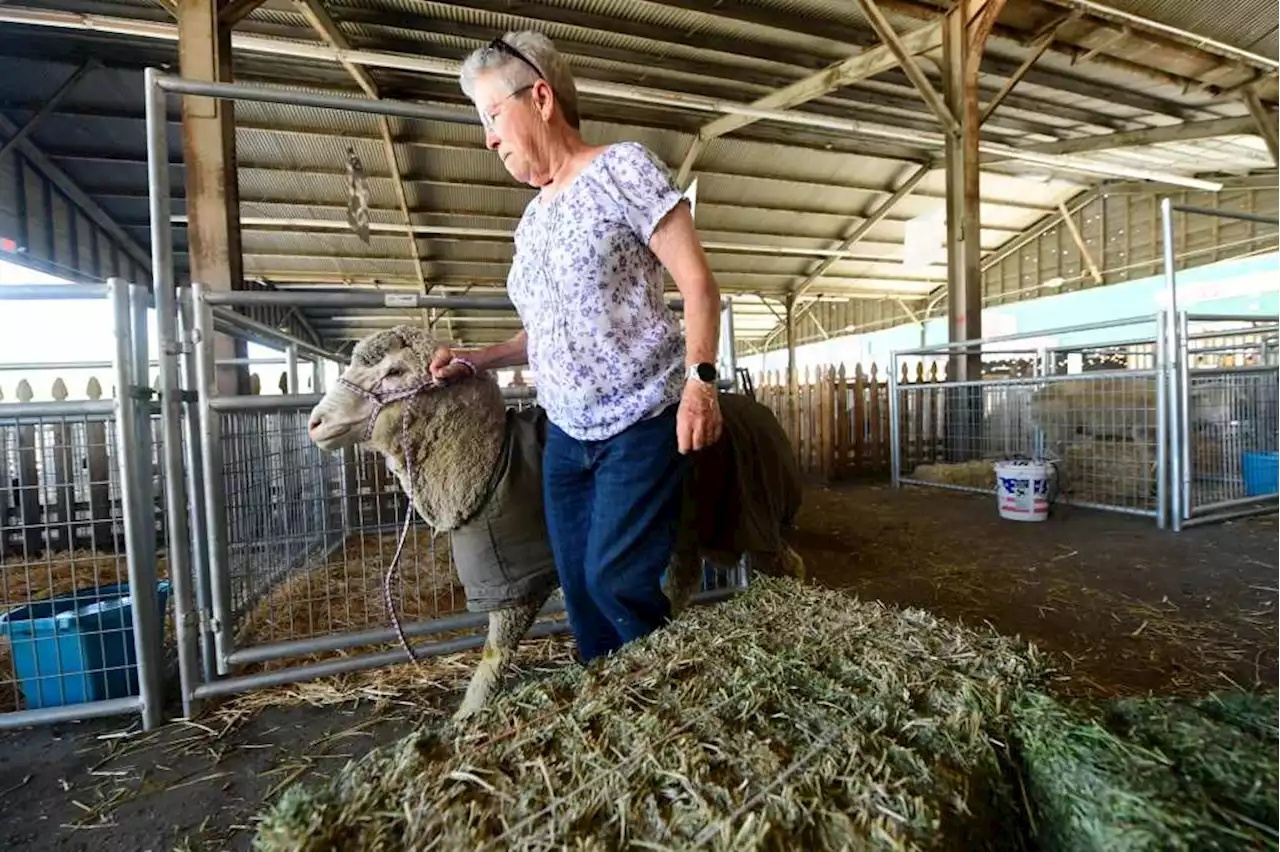 Livestock at the LA County Fair returns after 15 years