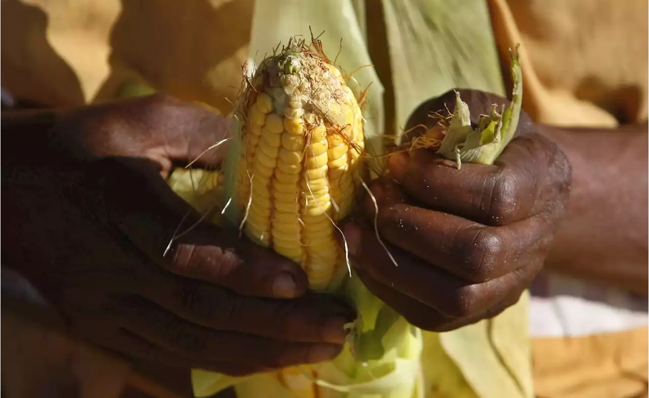 Positioning Nigeria As Leader In Maize Production