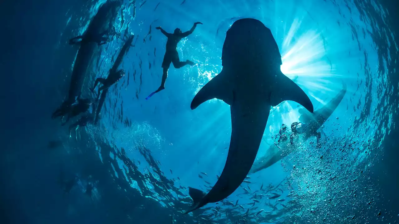 Coral reefs in the Philippines are some of the world’s most vibrant—but in peril