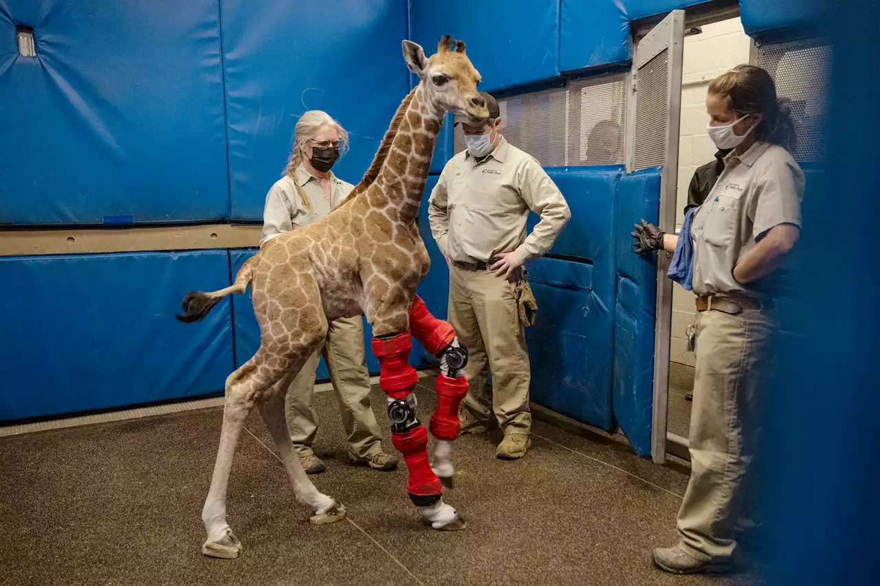 Bracing for Her Future: Human Treatment Rescues Baby Giraffe