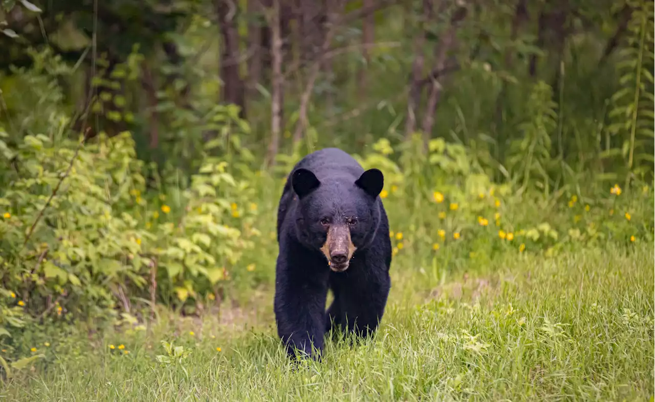 New Jersey woman attacked by bear as she checked her mail