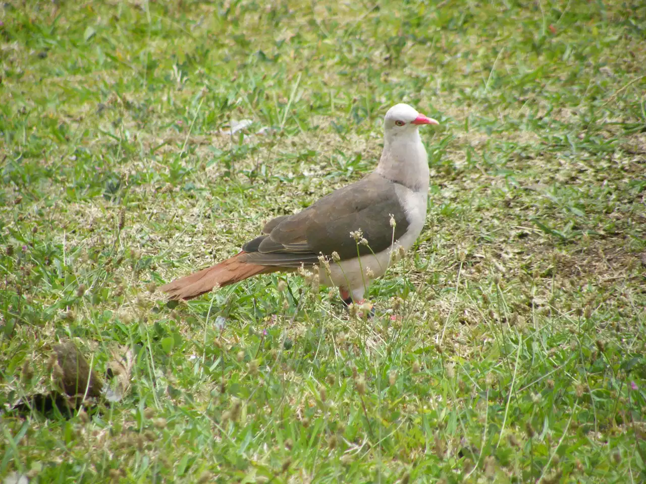 Not all is rosy for the pink pigeon, study finds