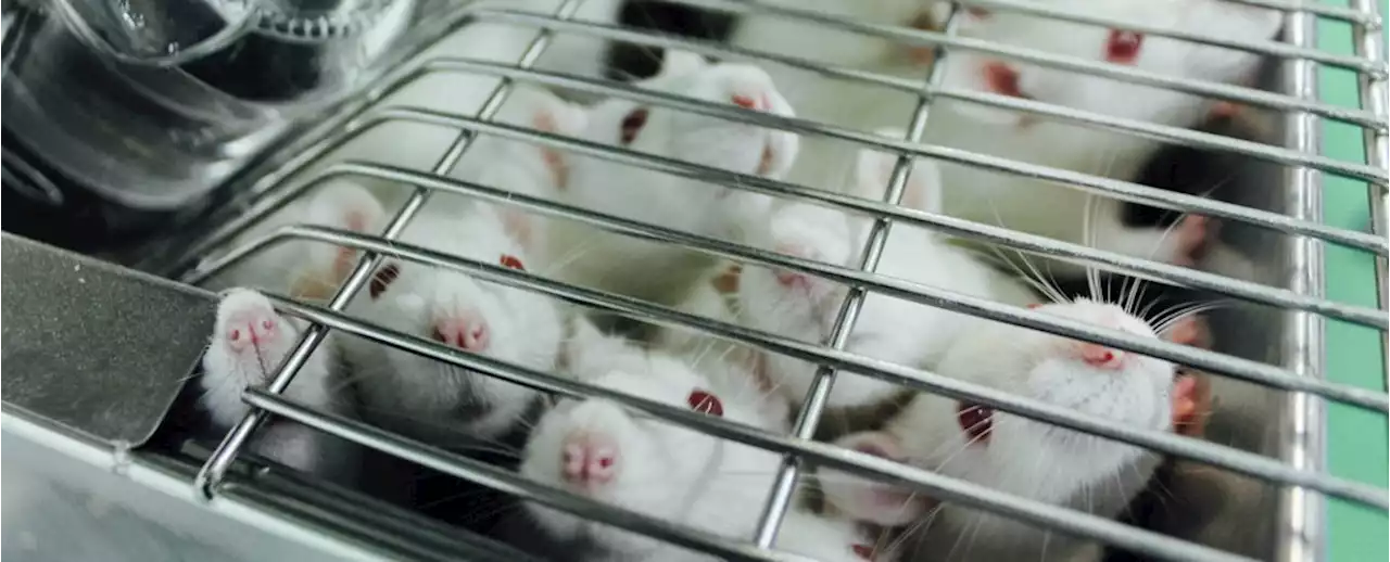 There's a Major Issue With How We Treat Lab Mice, And It Could Affect Study Results