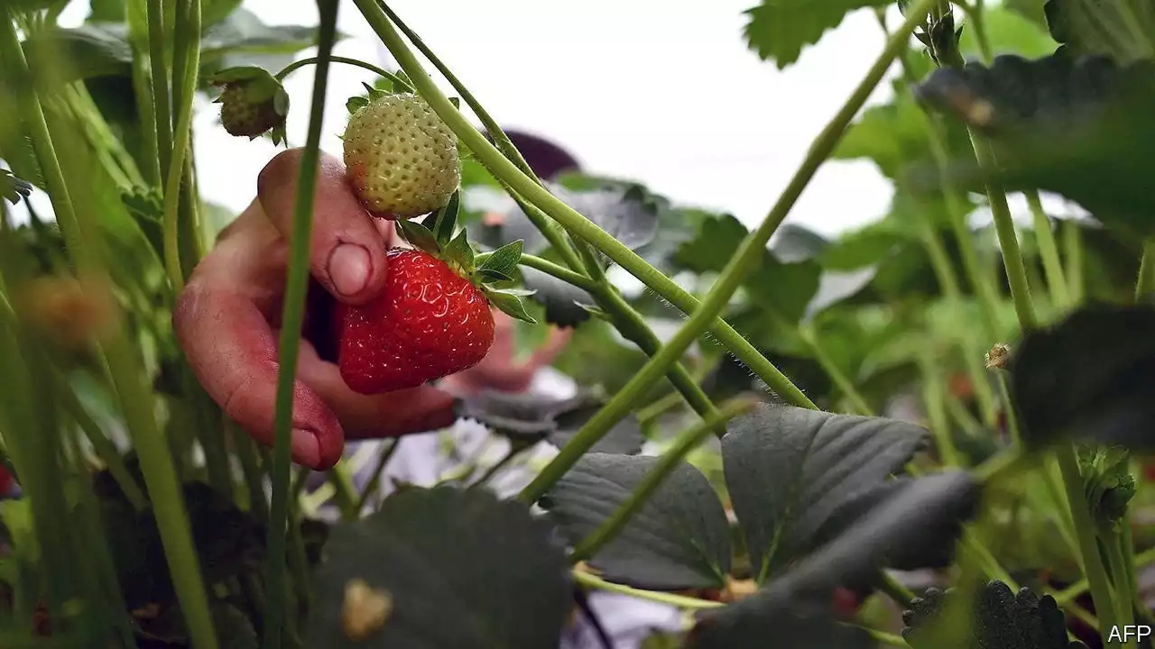 Ukrainian seasonal workers pick much of Britain’s fruit