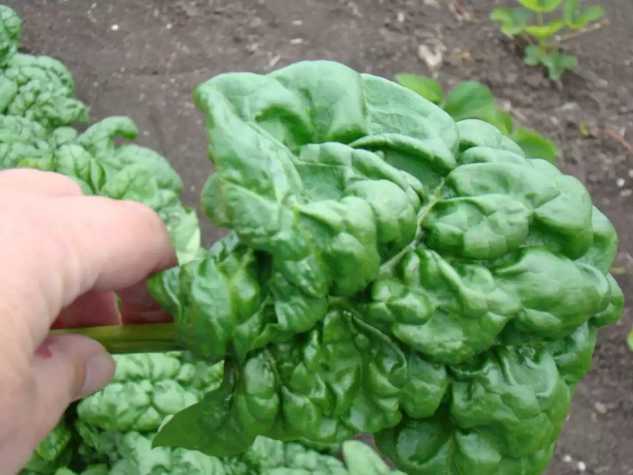 Gardening: Try planting spinach for the 2022 Prairie growing season