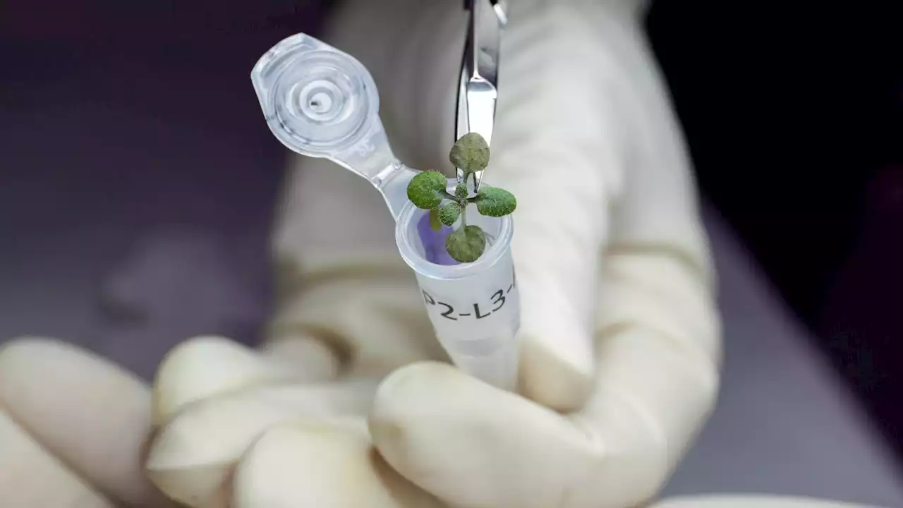 Photos: Scientists grow plants in lunar dirt