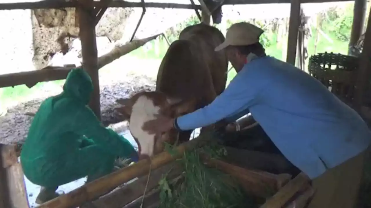 Wabah PMK di Kota Batu Meningkat, 52 Ekor Hewan Positif dan 1 Ekor Sapi Mati