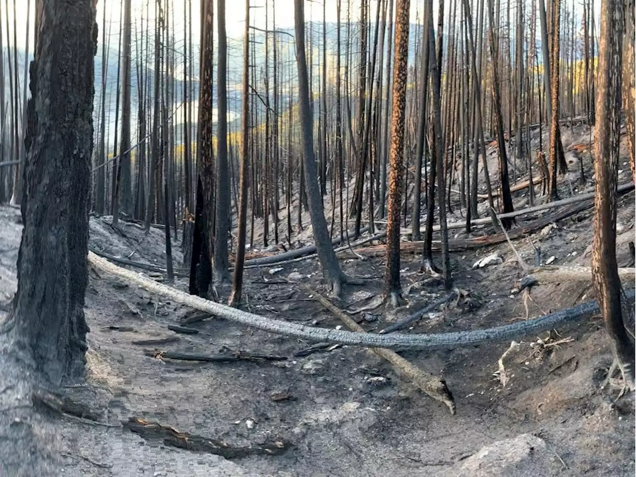 Fire &amp; Flood, Facing Two Extremes: Where wildfires burn in B.C., worse flooding is sure to follow