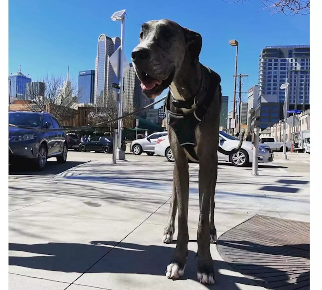 World’s tallest dog is 7 feet on hind legs. He likes to sit on laps.