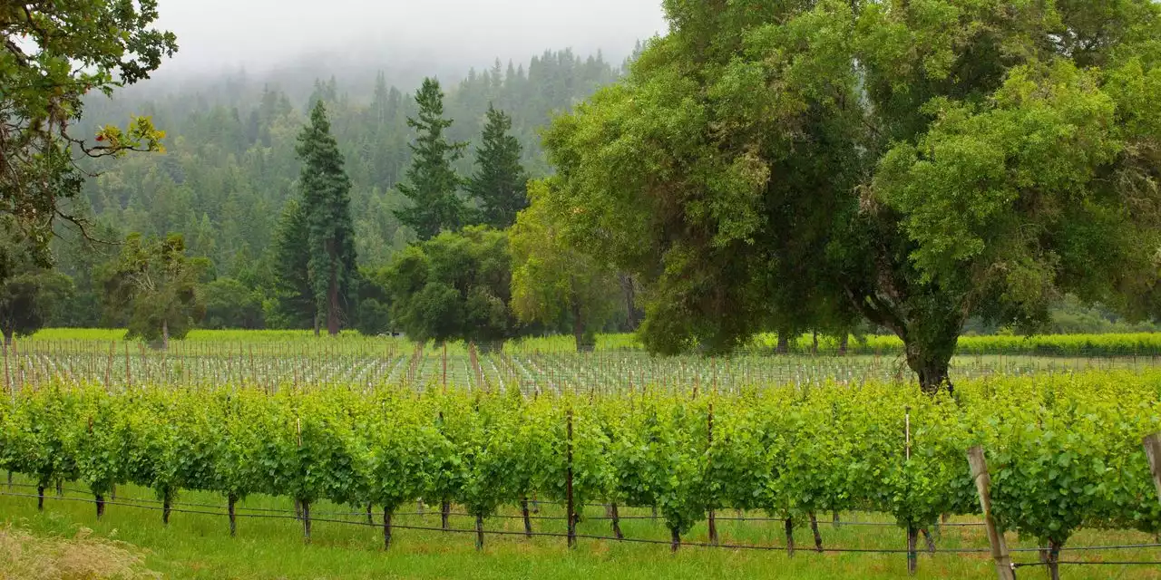 Top Wine Travel: Outstanding Value and Pinot Noir in California’s Anderson Valley