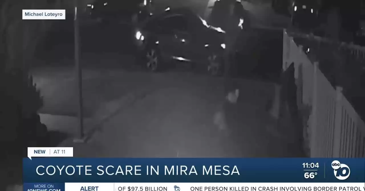 Mira Mesa man and small dog experience coyote scare close to home