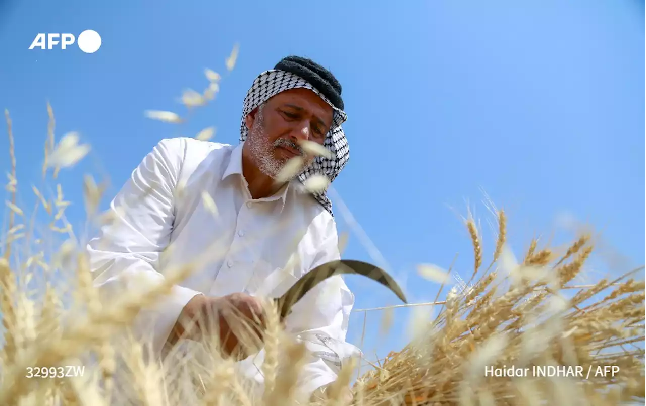 الجفاف والحرب في أوكرانيا يخيمان على موسم الحنطة في العراق