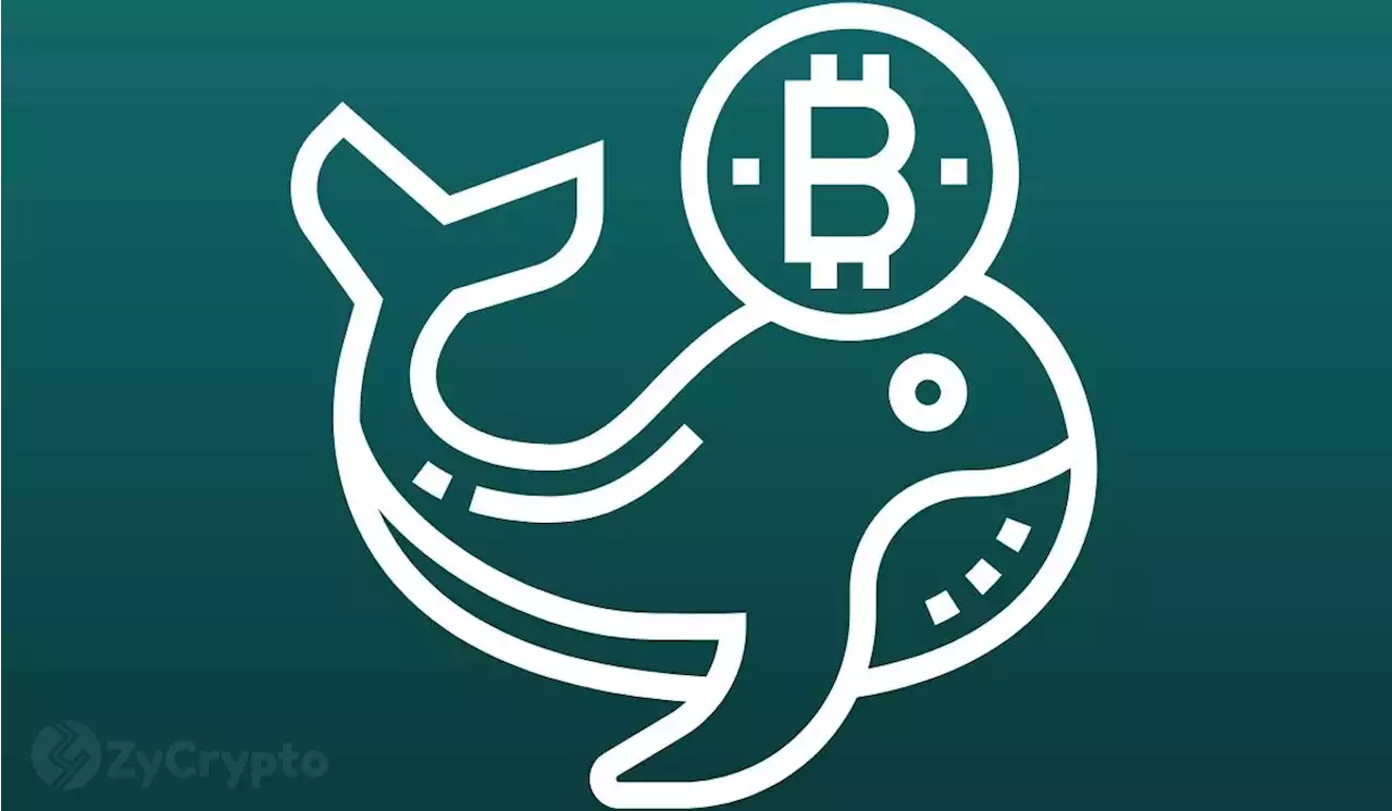 Bitcoin Whales Are Filling Their Bags Despite Warnings BTC Price Could Nosedive To $20,000