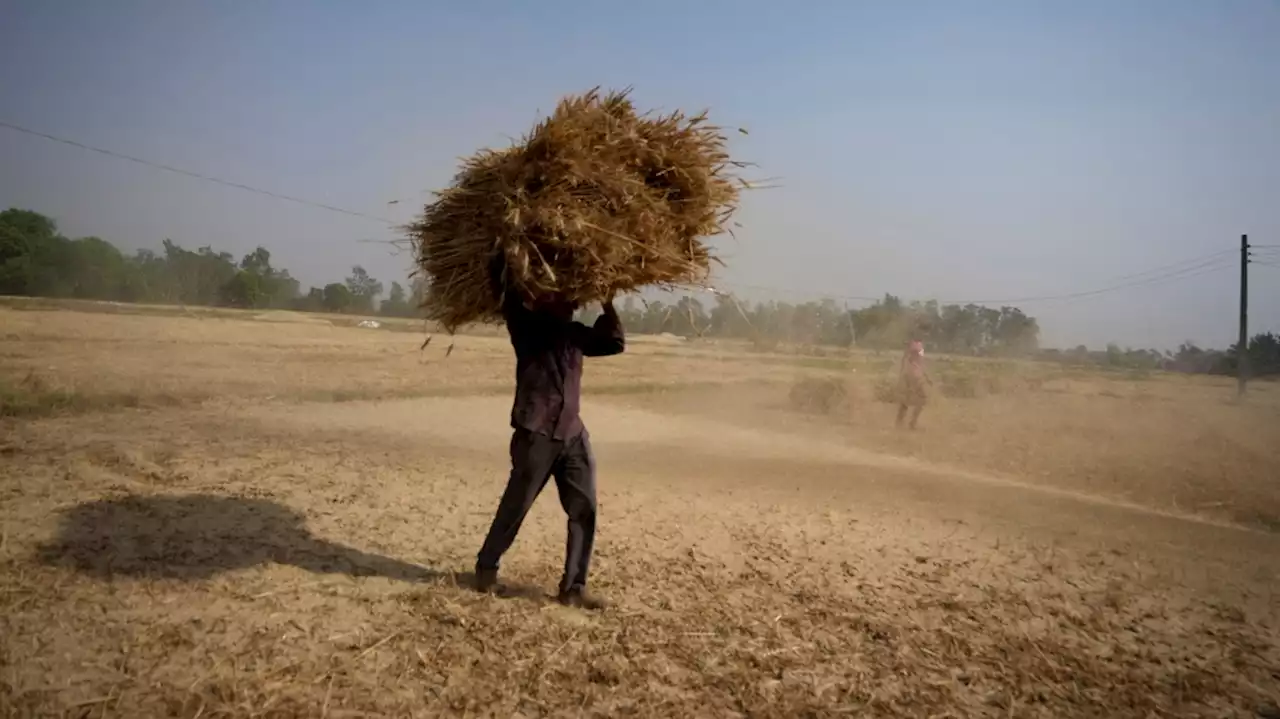 India bans exports of wheat, citing threat to food security