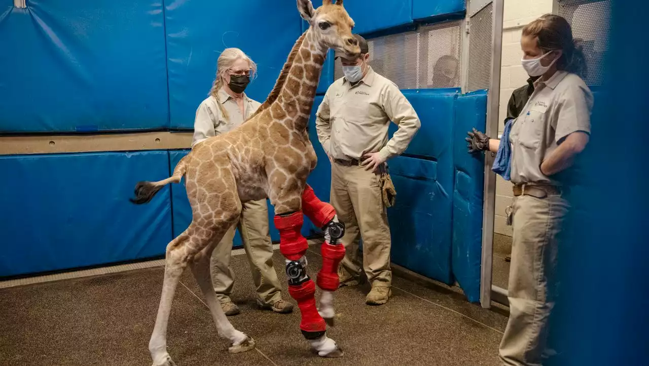 USA: Giraffenbaby muss zum Orthopäden