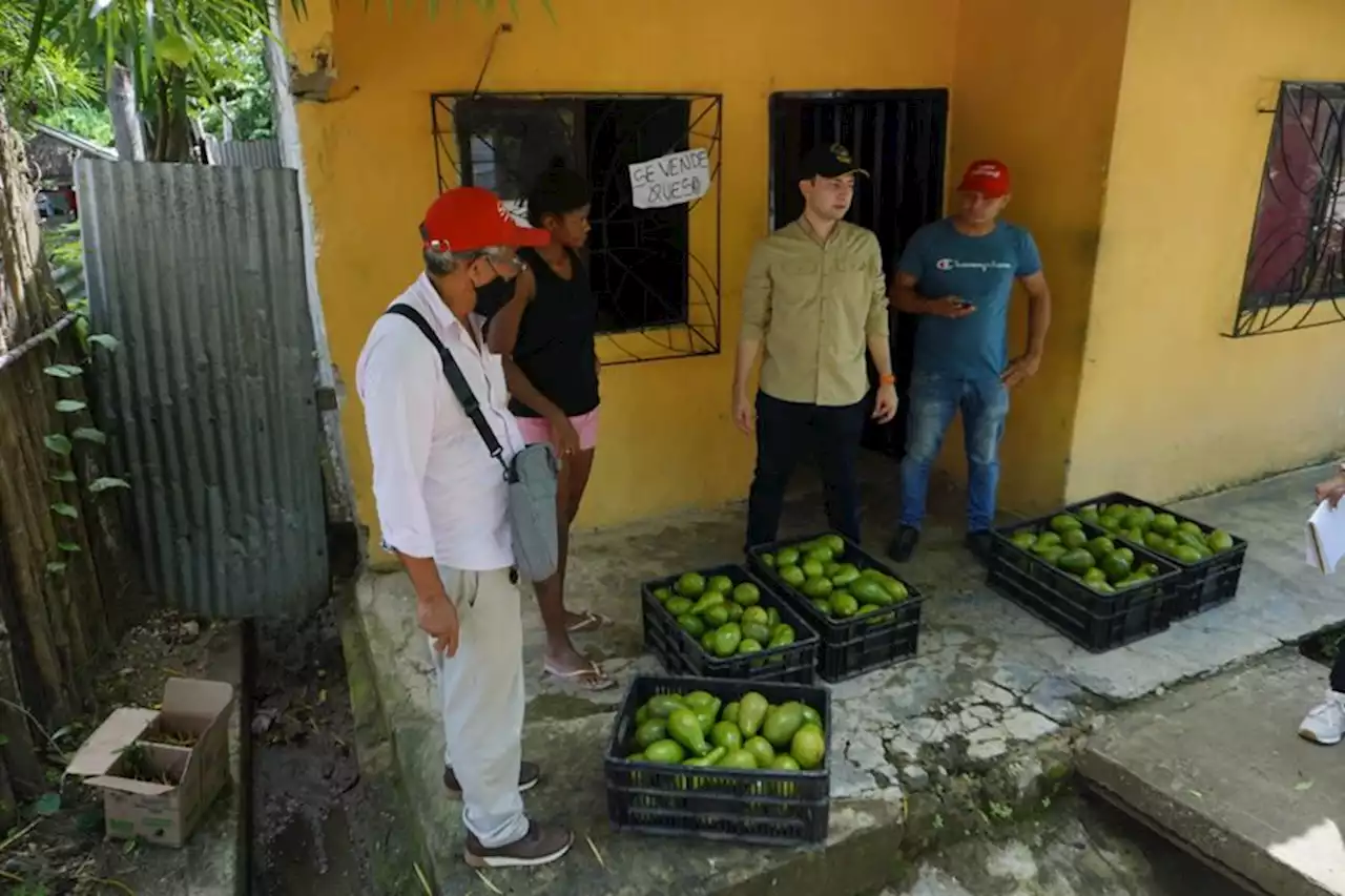 El aguacate de los Montes de María ya se comercializa en Sincelejo