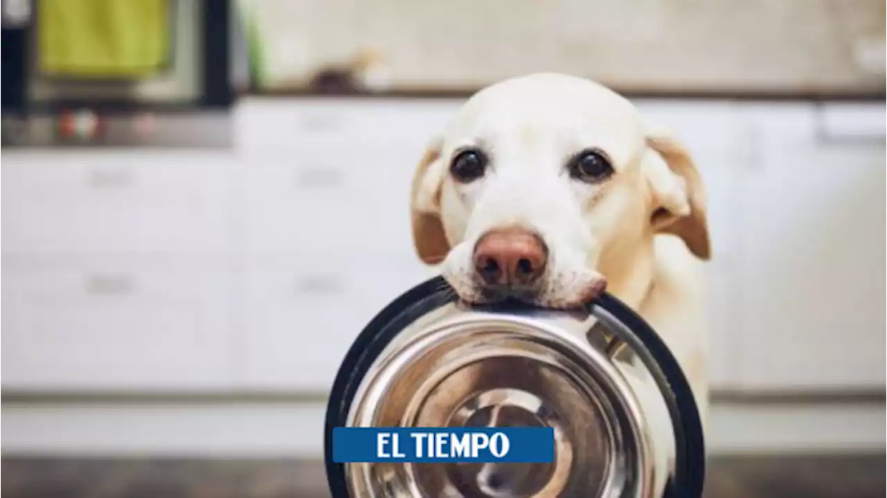 Perros: los alimentos que jamás le debe dar a su mascota