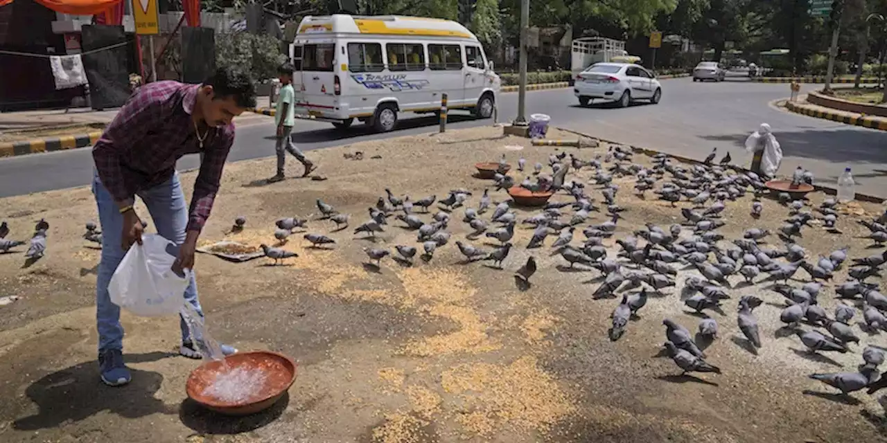 Le ondate di caldo in India tormentano anche gli uccelli - Il Post