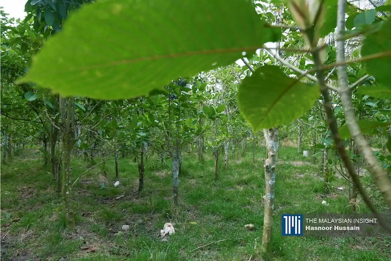 Don’t rush to plant ketum, Kedah folk told | The Malaysian Insight