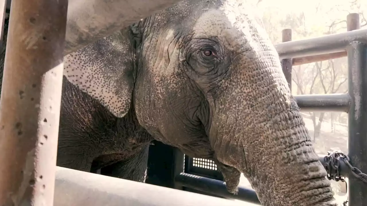 Former circus elephants move to lush new sanctuary