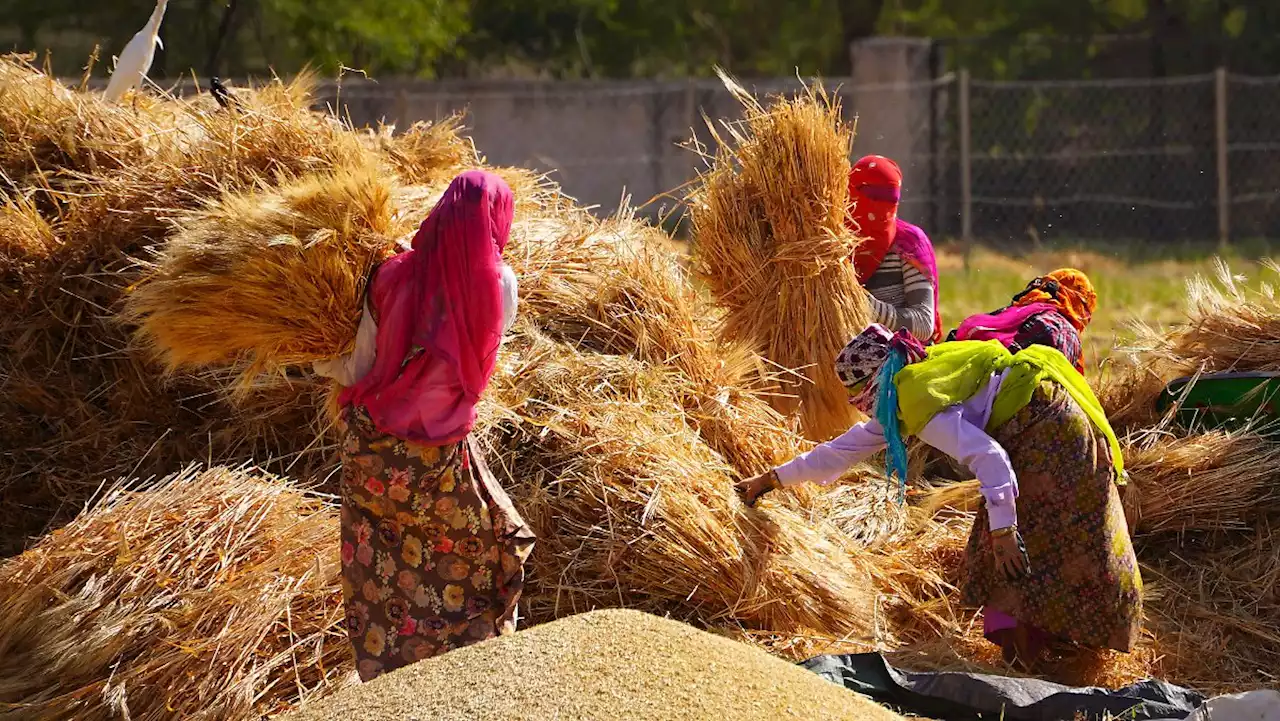 Indien verbietet Export von Weizen